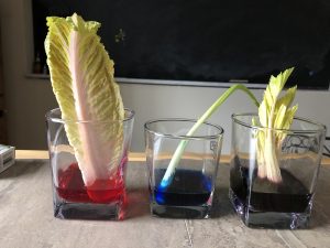 Elementary botany experiment plant veins